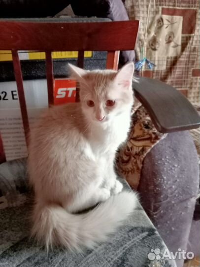 Котенок ищет дом