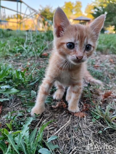 Рыжий котенок
