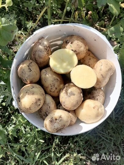 Продам картофель молодой, домашний
