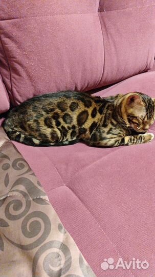 Бенгальская кошка в добрые руки