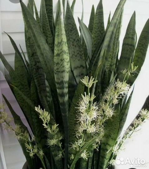 Сансевиерия