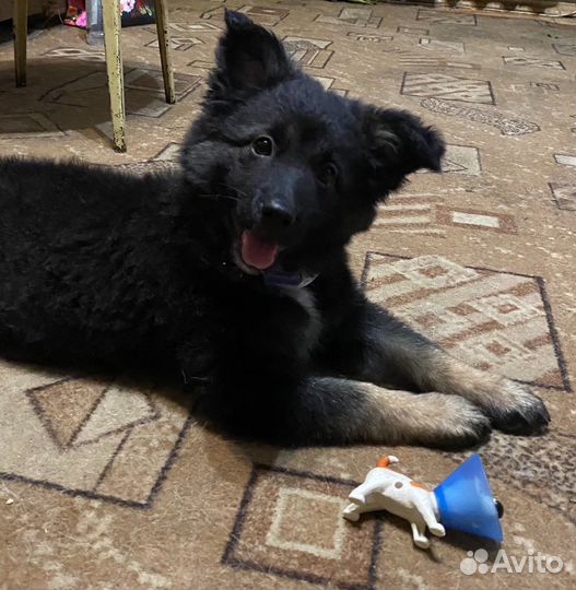 Отдам щенка в добрые руки