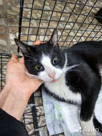 Брошенная кошечка Альфа, стерилиз. Приют