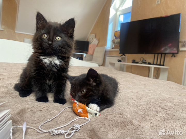 Котята черные в добрые руки