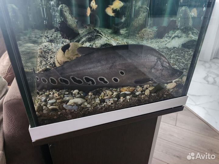 Индийский нож