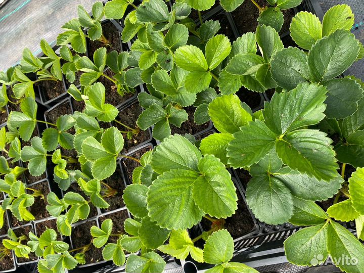 Саженцы клубники Купчиха