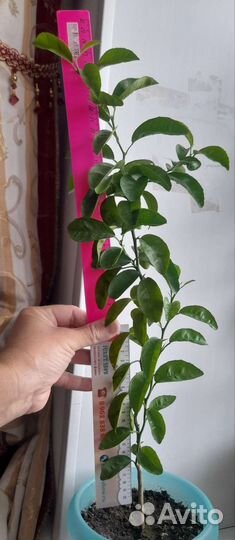 Мандариновое дерево