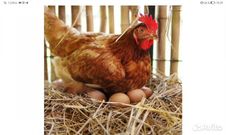 Домашнее куриное яйцо