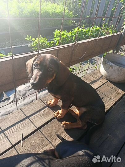 Собаки бесплатно