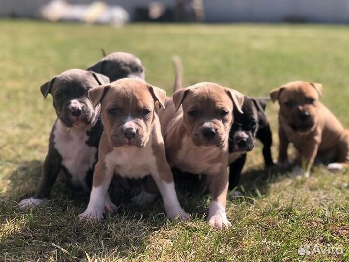 Вязка стаффордширский терьер