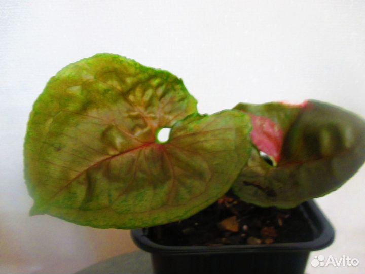 Эпипремнум, Сингониумы,Традесканция