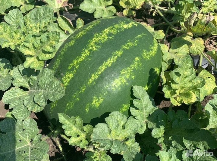 Арбуз Оптом