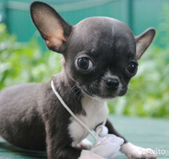 Маленькая Принцесса - девочка чихуахуа