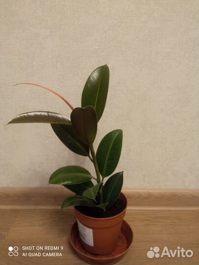Продам Фикус