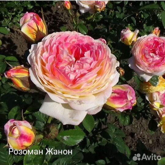 Роза Розоман Жанон саженцы