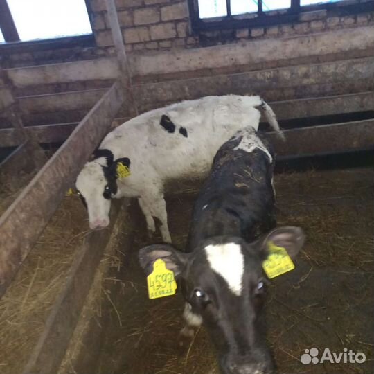 Бычки и телята