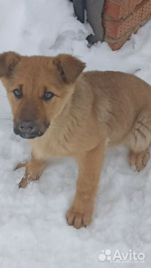 Немецкая овчарка. Помесь