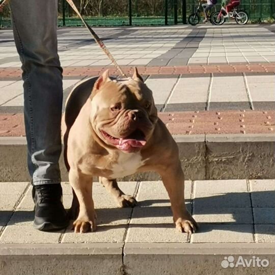 Американский булли