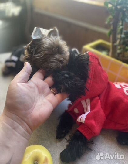 Йоркширский терьер