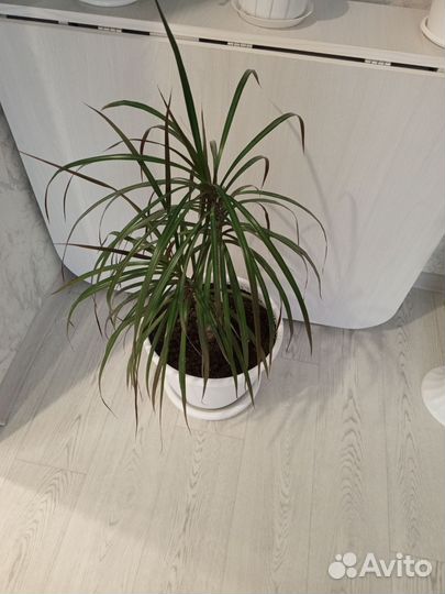 Комнатные растения цветы большие