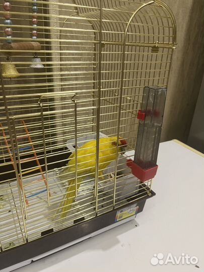 Попугай какарик с клеткой