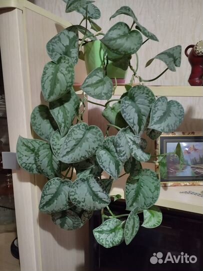 Комнатные растения