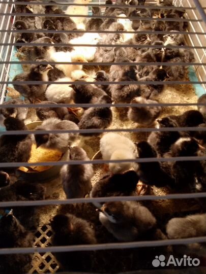 Цыплята помесные