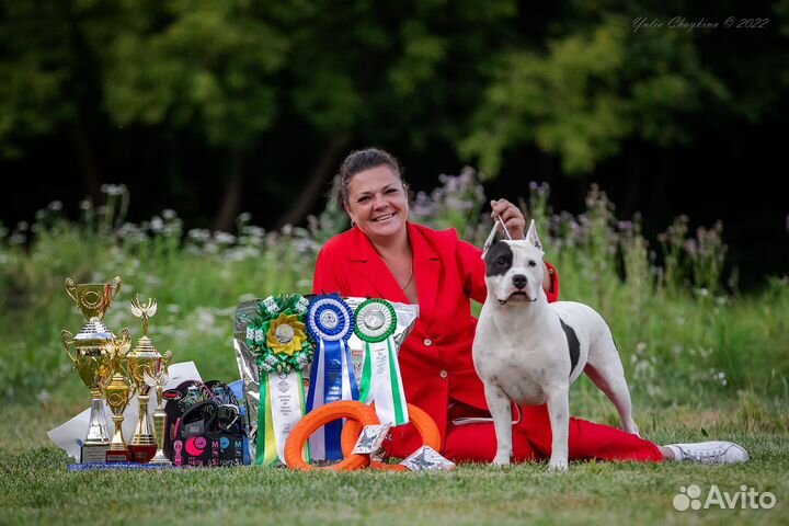 Услуги хендлера