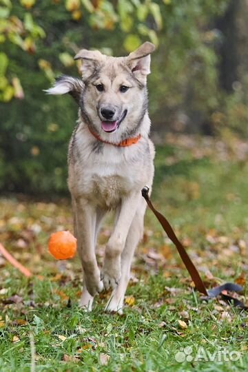 Ума ищет дом