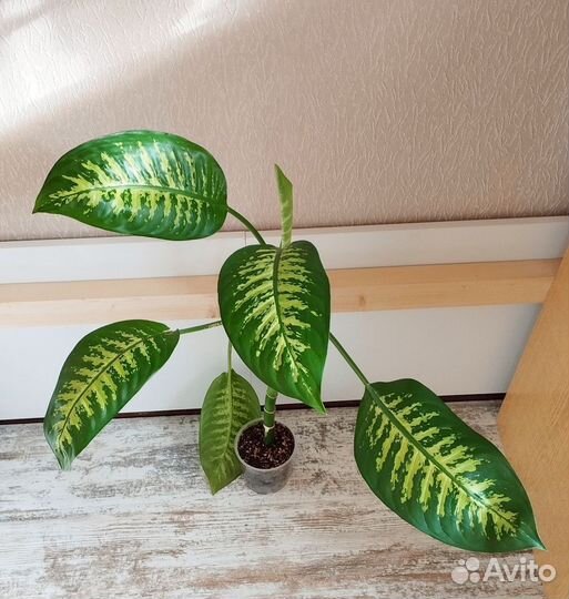 Диффенбахия