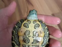 Красноухая черепаха с переноской