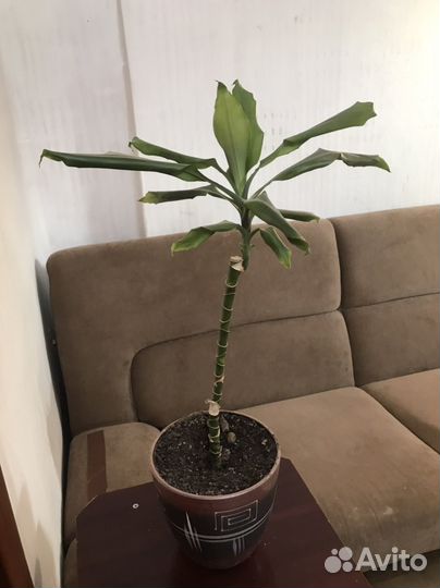 Драцена с горшком