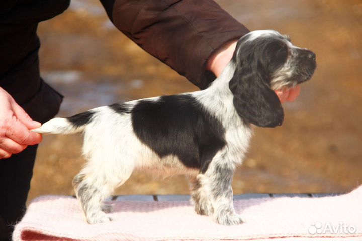 Щенок Английского кокер спаниеля