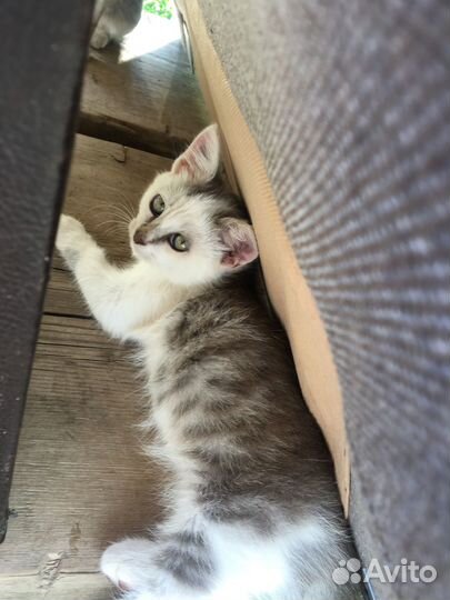 Отдам в добрые руки две кошечки и кот