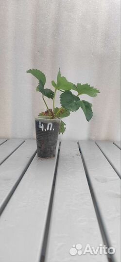 Рассада клубники