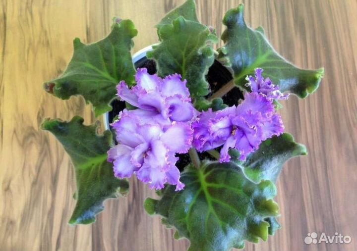 Фиалка Blue dragon