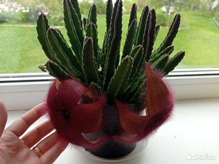 Кактус декоративный