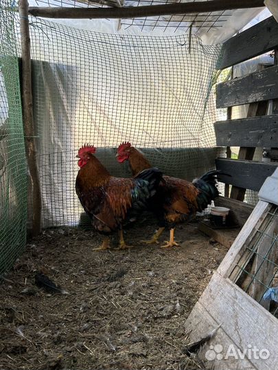 Петух кучинский юбилейный, окаймленный