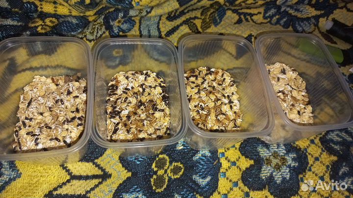 Жук знахарь в готовом контейнере