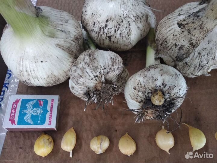 Чеснок Рокамболь