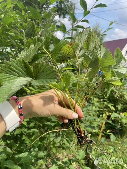 Клубника разных сортов саженцы