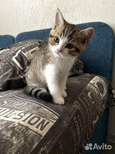 Британский котенок