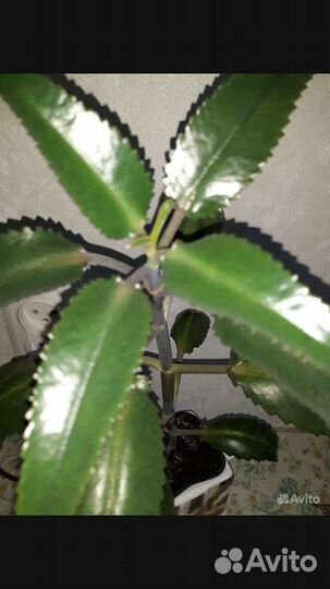 Каланхоэ лечебное