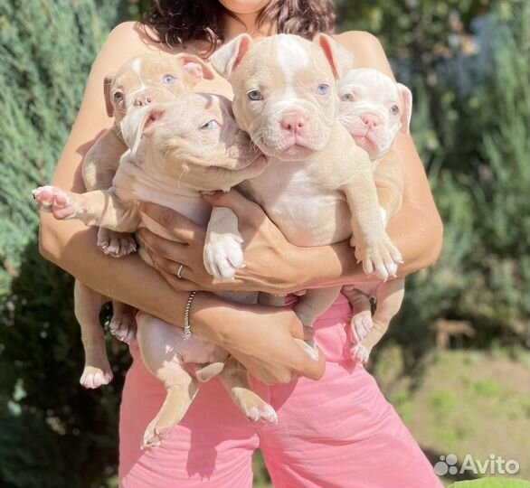 Американский булли