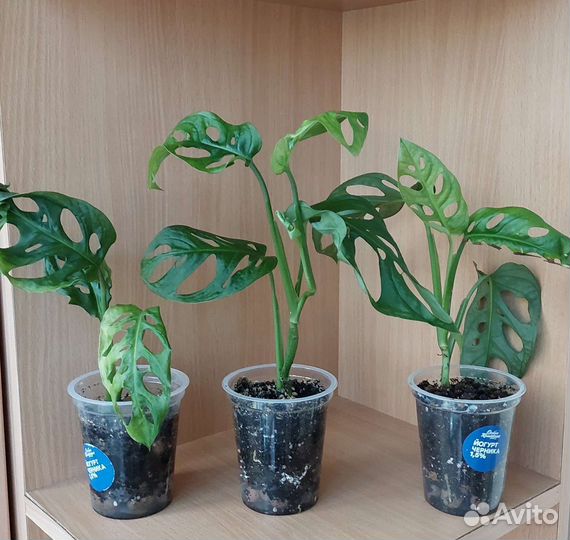 Монстера Манки