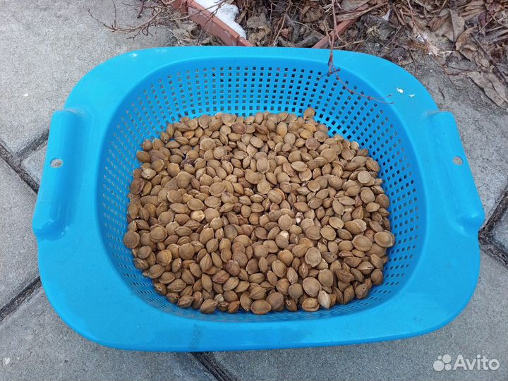 Косточки маньчжурского абрикоса