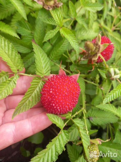 Малина розолистная