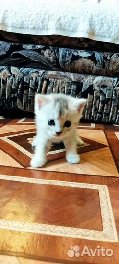 Британская серебристая шиншилла