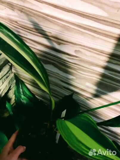 Аспидистра вариегатная