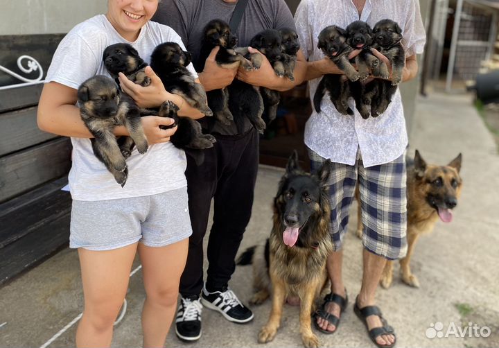 Щенки немецкой овчарки